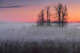 Trees In Mist_09206